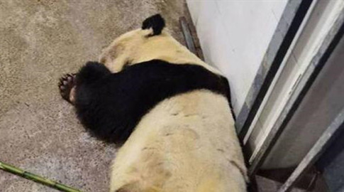 大熊貓“雷雷”因癲癇發作去世 曾哺育5仔