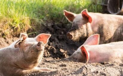 德现非洲豬瘟 内地叫停德國豬肉進口
