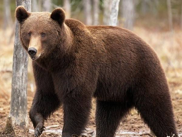 印边境安全部队士兵执勤时遭熊袭击