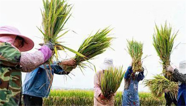 袁隆平超级稻雲南基地连续4年平均亩产超1100千克