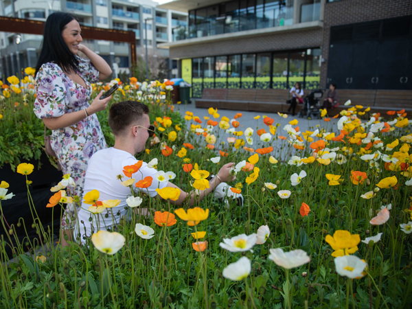 圖集 | 堪培拉：街頭鮮花怒放