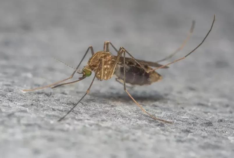 美国两州同时报告西尼罗病毒死亡病例