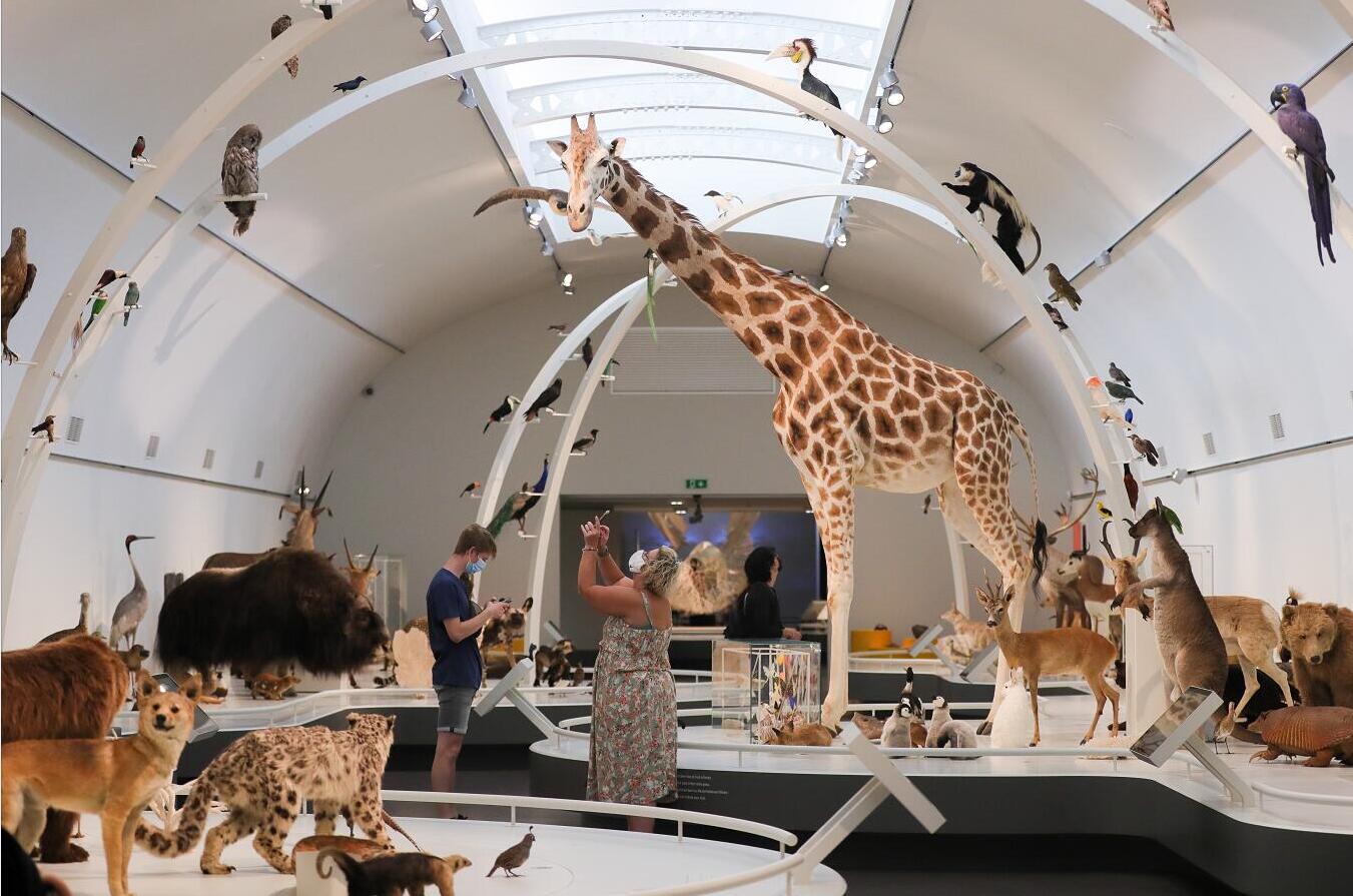 图集｜疫情下的比利時皇家自然科學博物館