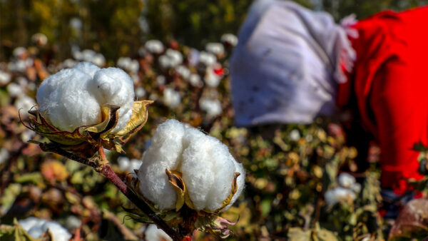 美国全面禁新疆棉花 服装业回应：做不到!
