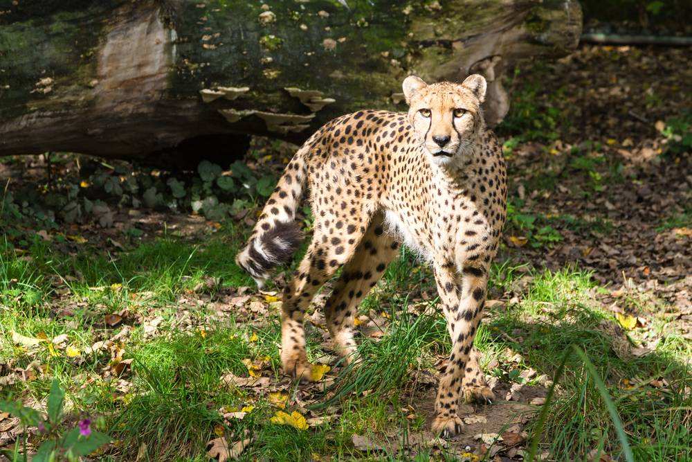 野生中國豹重現傳統棲息地