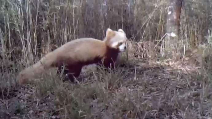 四川美姑大風頂國家級自然保護區現首例白化小熊貓