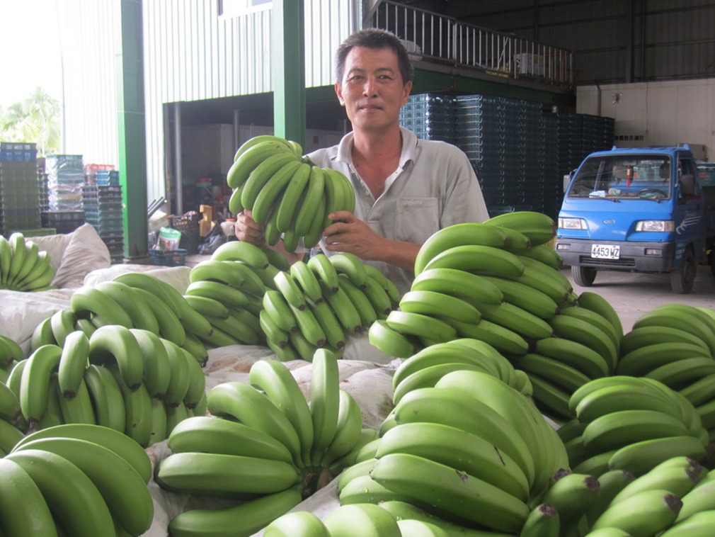 台蕉丰收滞销 当局收购称循环利用却倒掉