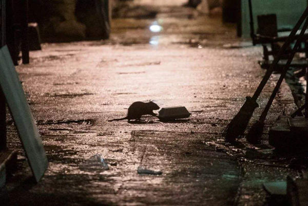 衛生防護中心調查71歲男子感染大鼠戊型肝炎個案