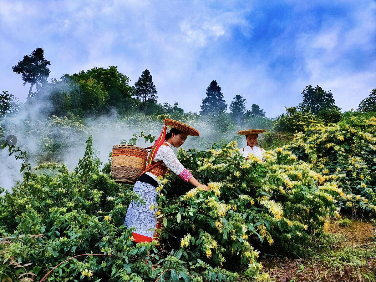 【湖湘文化探秘行之四】隆回金银花产业与花瑶旅游开出两朵金花