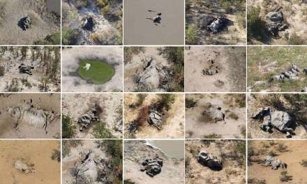 博茨瓦纳认定蓝藻细菌导致数百头大象死亡 