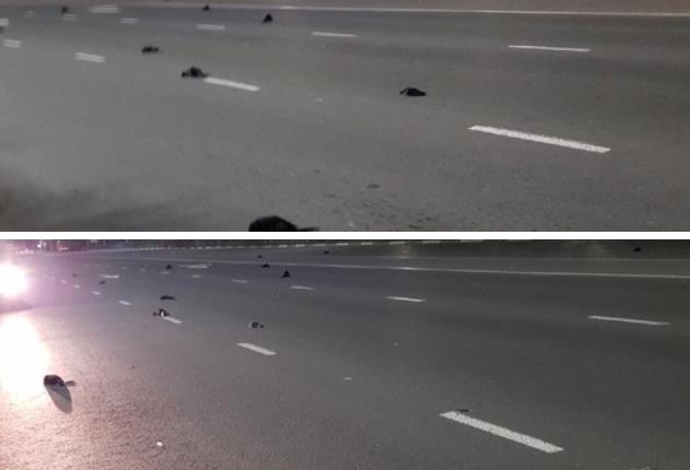 俄罗斯大量死鸟从天而降 引发各种猜测及阴谋论