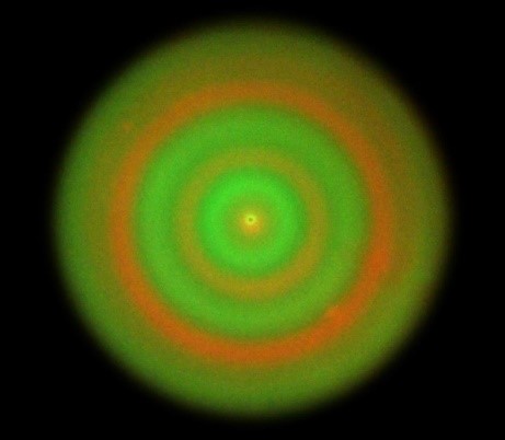 港大醫學院發現多細胞系統生物圖案形成的全新機制