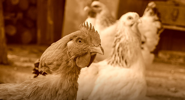 逾5萬隻家禽死亡 哈薩克爆禽流感  