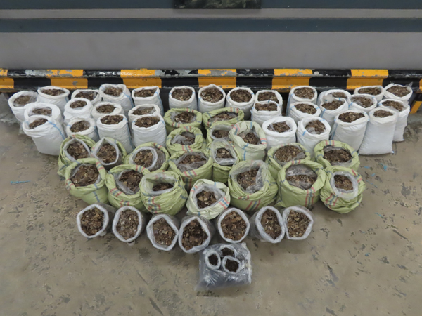 海關檢獲走私瀕危物種穿山甲鱗片及乾蛇膽 貨值約620萬元