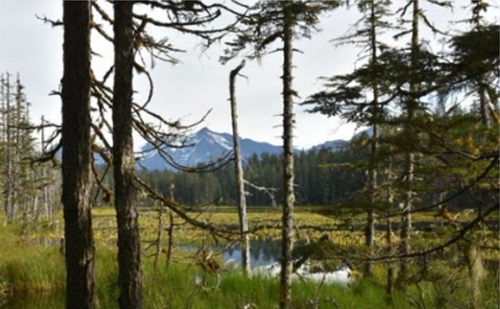 特朗普政府指示解除森林伐木禁令 遭環保組織反對