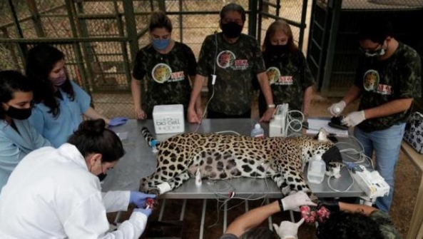 巴西潘塔納爾濕地火災持續百日 恢復生態或需至少5年