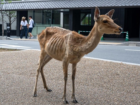 日本奈良鹿皮包骨  疑患鹿餅依賴症