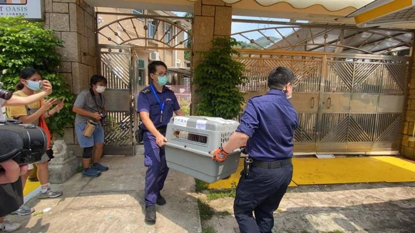 不法集團以香港為中轉站走私寵物到內地 至今9人被捕