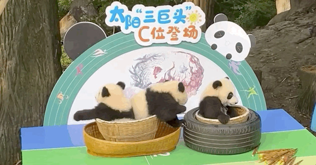 「雙節前夕」四川新生大熊貓集体亮相