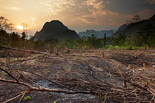 破坏森林资源严重 山西5县被警示约谈