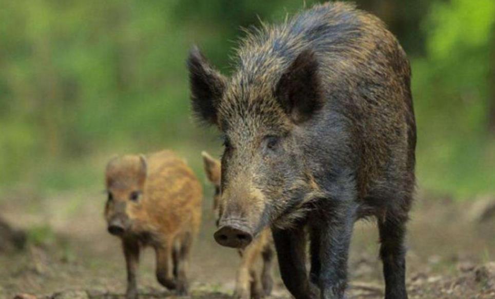 德國非洲豬瘟病例數增至38例