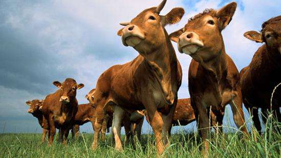 外包裝新冠核酸陽性 海關總署暫停巴西一牛肉企進口申報