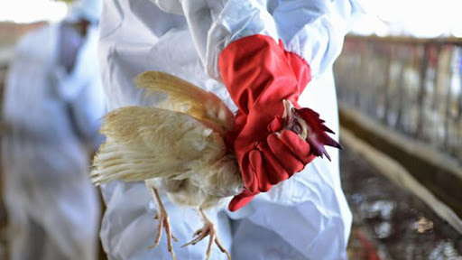 哈薩克斯坦禽流感疫情已致57萬餘隻家禽死亡