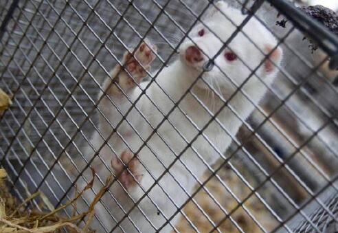 丹麥41個水貂養殖場檢測到新冠病毒