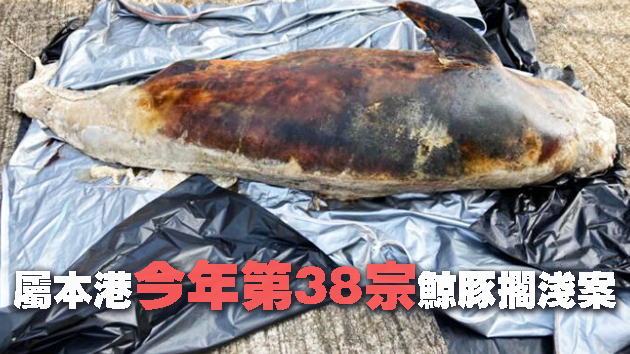 成年江豚屍體擱淺蒲台島海面 運海園解剖調查