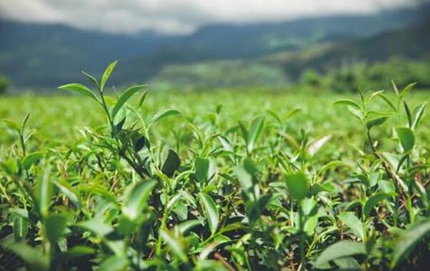 大陆旅客归零 台湾茶业或损失近4成