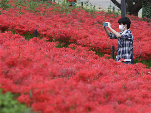 圖集｜日本埼玉：曼珠沙華盛開