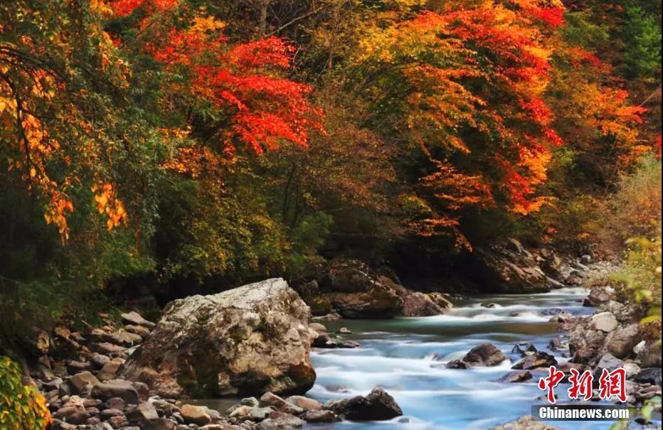今日寒露 | 登高怀远秋色浓
