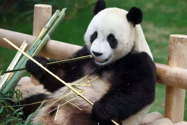 重慶25歲大熊貓病逝 留下十幾隻後代
