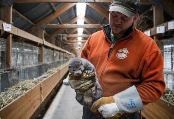 美國養殖場約10000只水貂死於新冠 由人傳播給動物