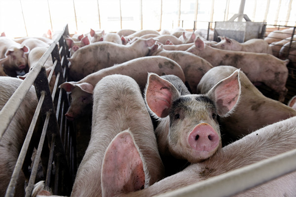 【商报快评】「二师兄」势将CPI拉进「1时代」