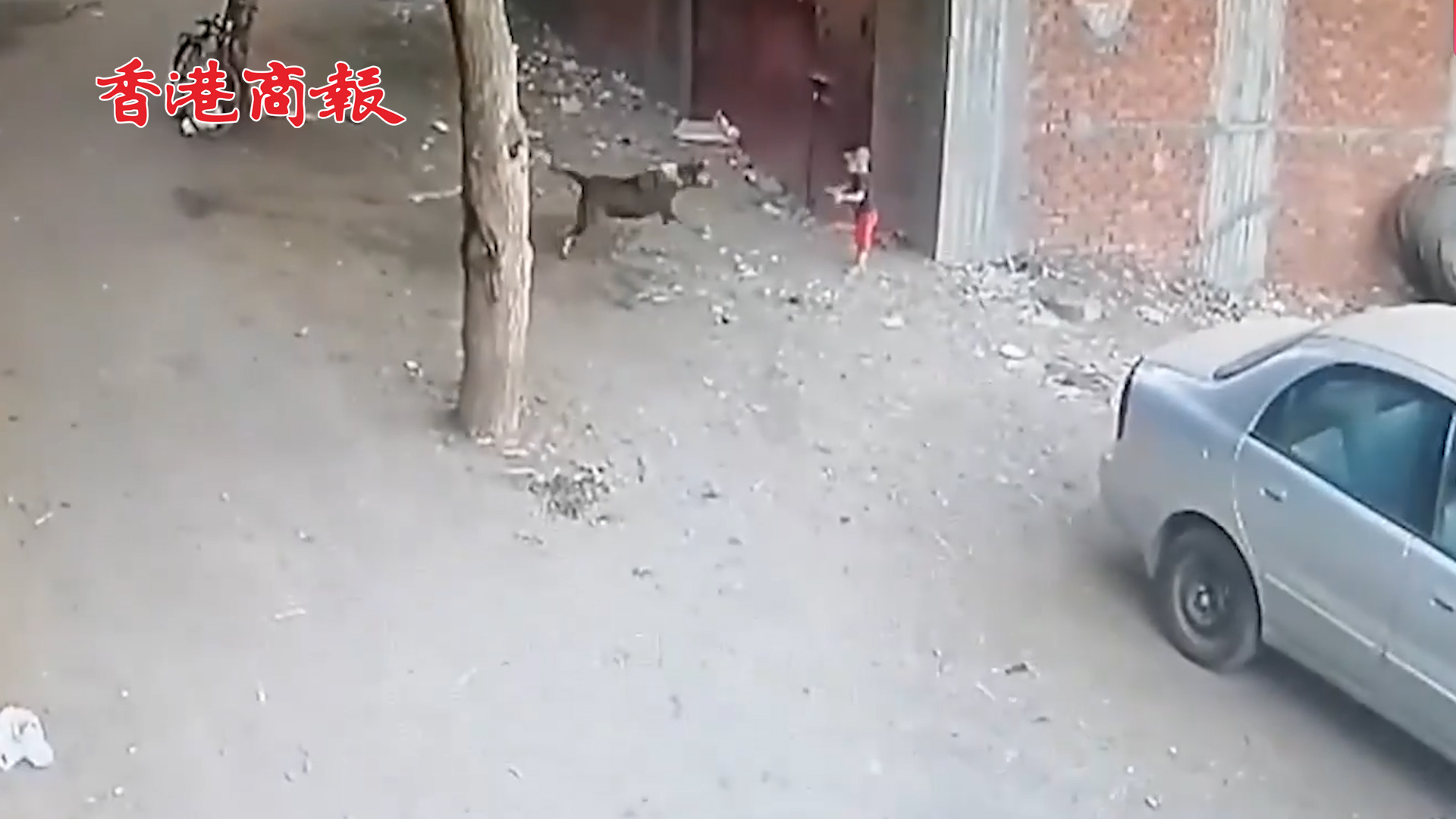 有片丨幼童被大狗撲倒在地撕咬 危急關頭貓咪1秒沖出勇戰天敵