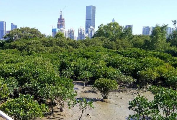 深大教授紅樹林中發現「新古菌」