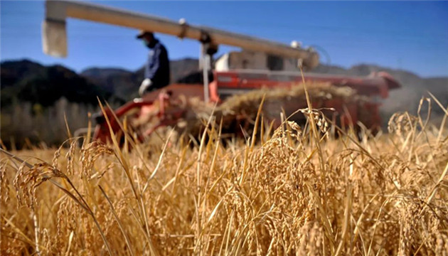 中國會出現糧食危機嗎？部長最新回應