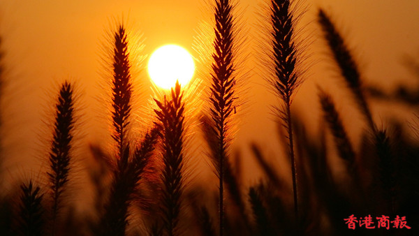 圖集｜去大帽山看夕陽餘暉下盛開的芒草