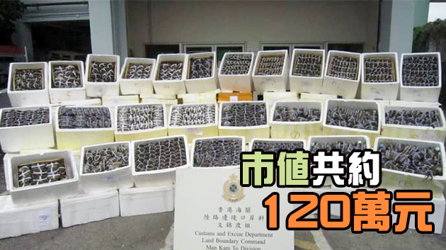 海關檢1.3萬隻懷疑走私大閘蟹 屬歷來最大宗