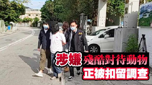 2隻小羊疑偷食香蕉葉被打死 元朗蕉田主人被捕