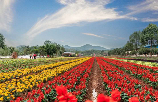 2025年廣東將建百個國家級省級森林康養基地