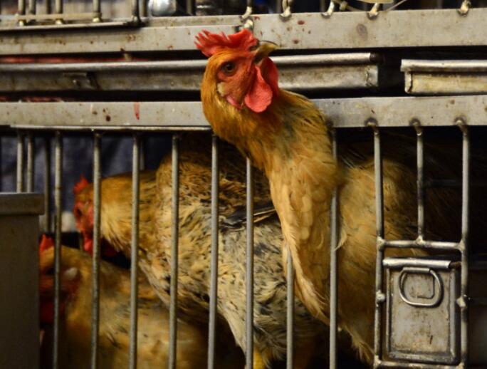 食安中心宣布暫停進口3個瑞典爆禽流感城市的禽肉及禽類產品