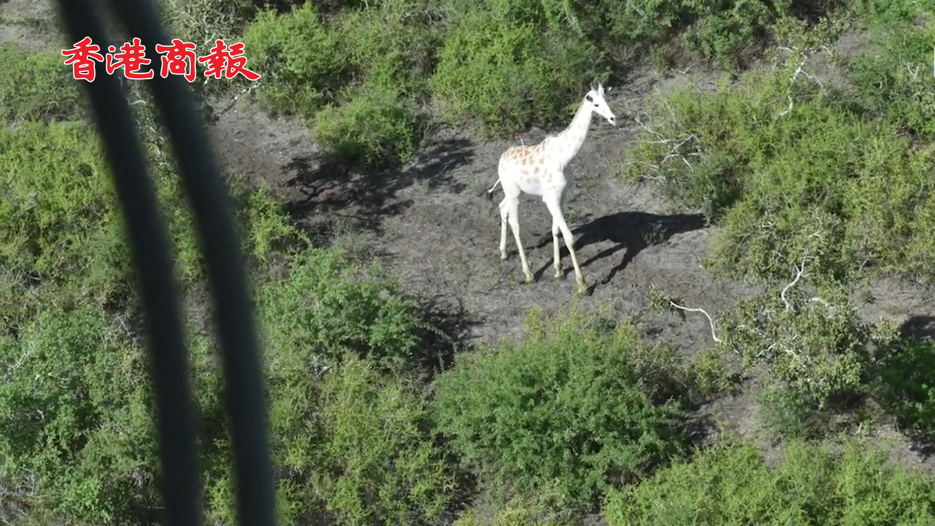 有片丨全球最後一隻白色長頸鹿被「定位」