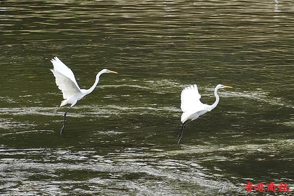 圖集丨沙田城門河畔 白鷺足跡處處
