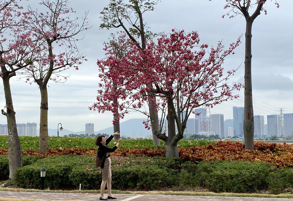 珠海採風首日 作家大咖點讚美麗橫琴