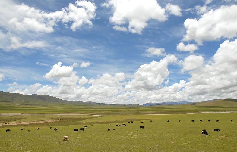 青藏高原生態持續好轉 野生動物與人類偶遇概率提升