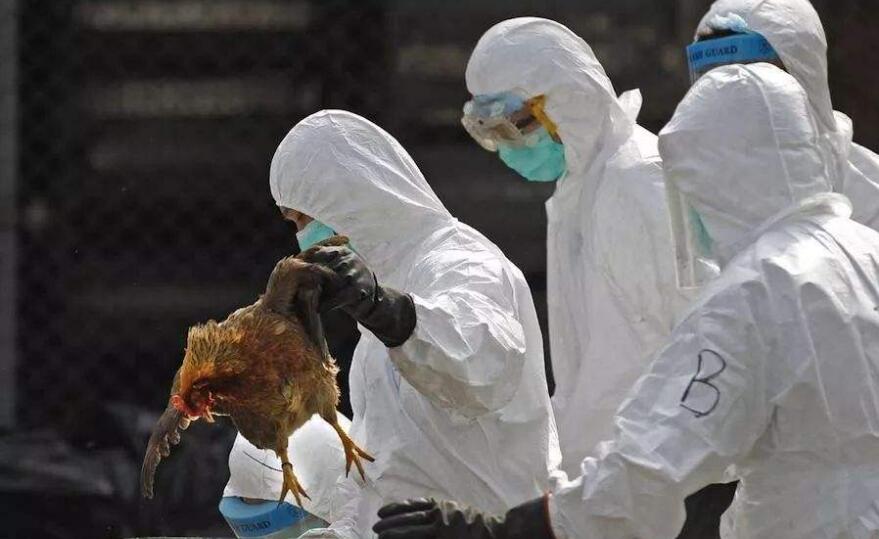 食安中心宣布暫停意帕維亞省和日福岡禽肉及禽類產品