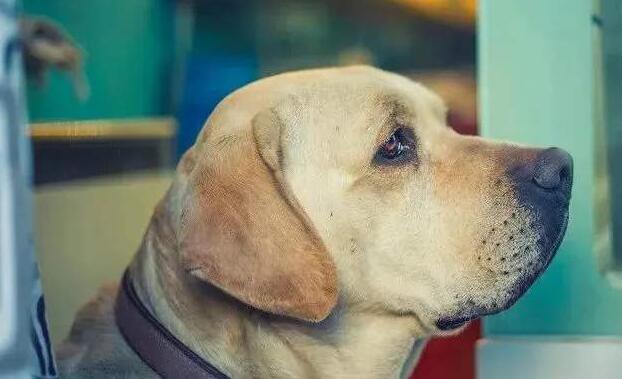 漁護署公布有狗隻樣本對新冠肺炎病毒測試呈陽性反應