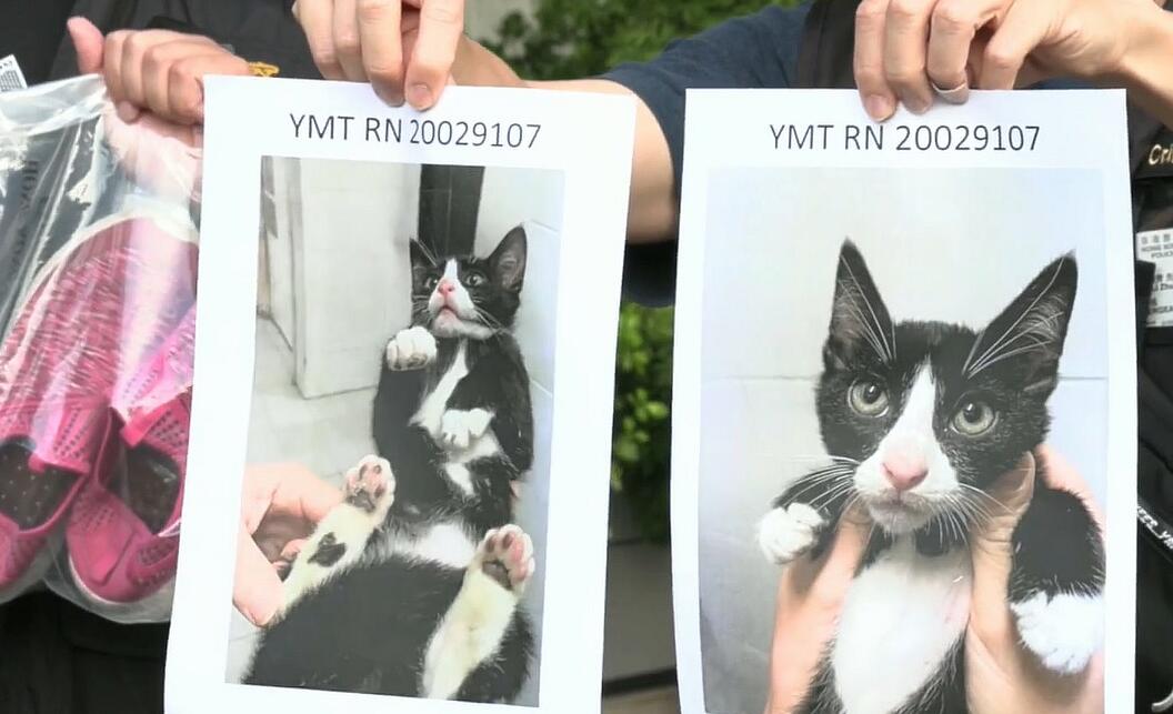 油麻地果欄7旬婦為驅鼠偷貓被捕